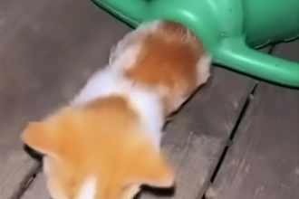 edit videos of cats for youtube and tiktok