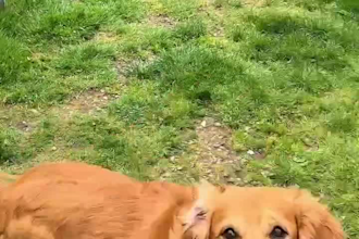 cute pet ugc videos with my golden retrievers
