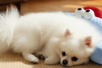 create pet ugc videos for your dog or cat pet product and ugc video ads