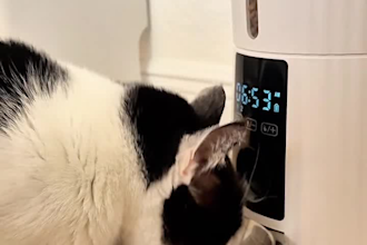 create ugc video for pet products, service, apps, pet ugc video, spokesperson