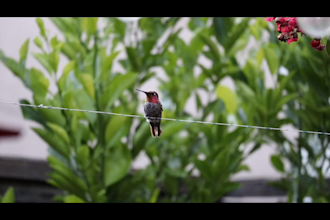 add engaging animated subtitles and captions to your short videos