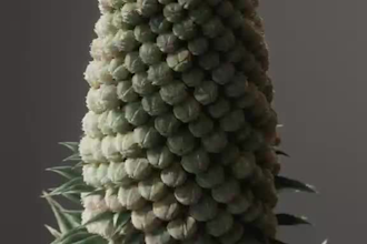 do 3d plant animation 3d flower animation flower animation plant animation