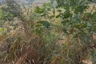 create authentic rural lifestyle and agriculture videos