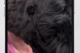 create ugc videos for your pet brand