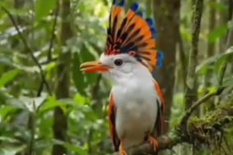 ai content creator for exotic birds youtube channels and product brands