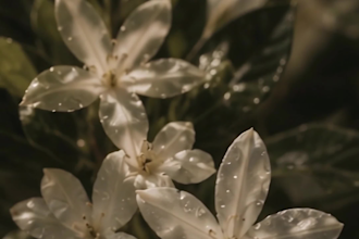 create cinematic ai video ads for luxury products and brands