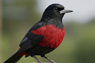 do realistic 3d birds model with feather simulation, rig cgi vfx, vfx project