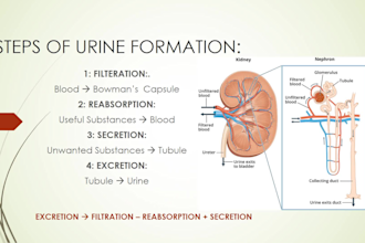 create high yield medico notes, summaries and diagrams