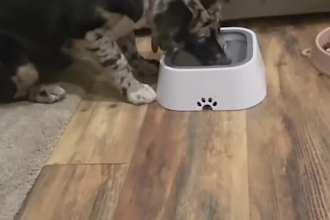 create dog ugc videos for your pet brand or service