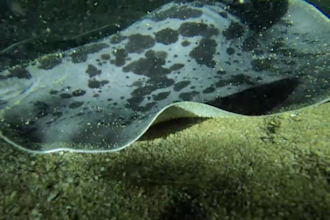 capture stunning 4k underwater videos and marine life in sri lanka
