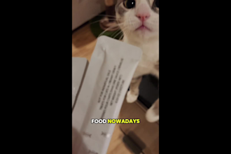 create cat ugc video ads for your pet product or service