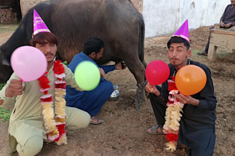african happy birthday video african happy birthday video