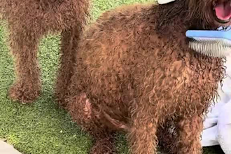 create engaging pet ugc videos for dog and pet brands