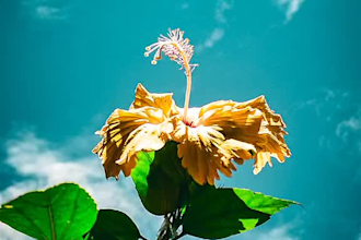 do professional photo editing and ai image generation