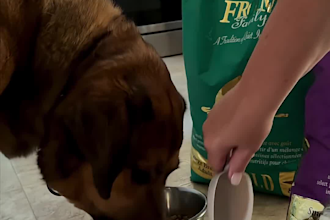 create ai dog or cat ugc videos, pet ugc for your pet product and service