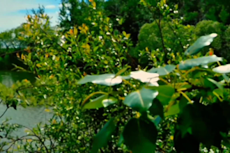 video editor, youtube shorts, thumbnail, reels, capcut