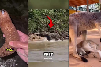 edit funny viral animal commentary videos for youtube shorts