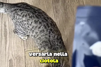 create a ugc video feauturing my cat