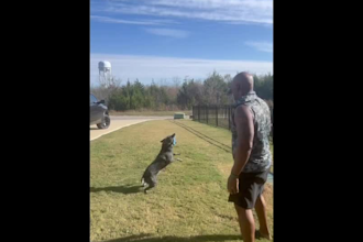 create active and creative dog videos with your brand