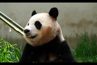 help you with my chinese mandarin