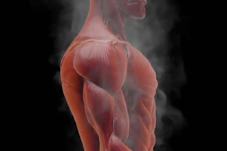 make ai realistic muscle anatomy ai animation video for gym and fitness brands