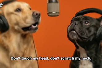 create ai funny talking pet video with realistic lip sync best for you