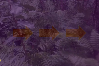 edit your 1 minute video with fades and overlays