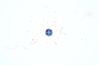 edit shorts for youtube shorts, insta reels, tik tok video
