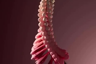 do 3d plant animation 3d flower animation flower animation plant and flower wave