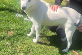 create authentic ugc videos for pet and dog brands