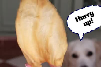 create dog ugc videos for your pet product or brand