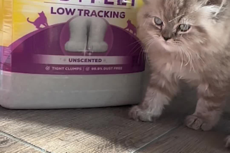 create cat ugc ads for pet brands