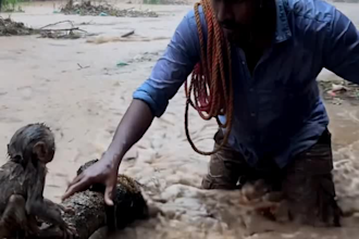 create viral style ai animal rescue short videos for social media