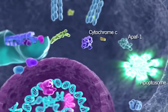 do 3d medical animation moa pharma biotech cell biology apoptosis pathway video