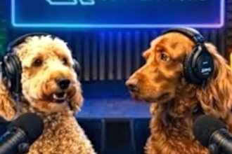 create ai talking animal video dog, cat lip sync shorts video