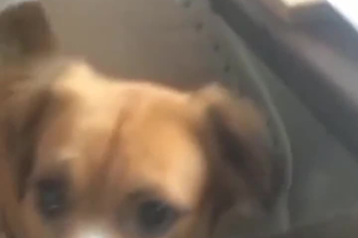 create dog ugc videos for your pet product and services