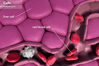 do 3d anatomy animation 3d human anatomy cell animation, 3d organ system