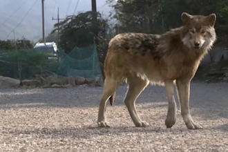 create realistic 3d animal model, 3d animation, vfx compositing, cgi integration