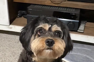create authentic pet ugc videos for dogs and cats for tiktok and instagram
