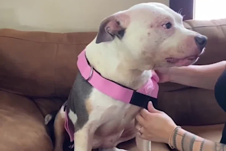 create dog ugc video for your pet brand and pet products amazon shopfiy tiktok
