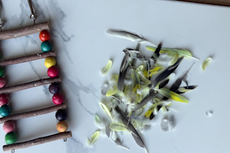 create ugc for bird brands, specifically parakeets and budgies