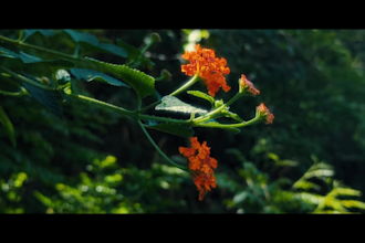 create cinematic nature and lyrical video edits with visual storytelling