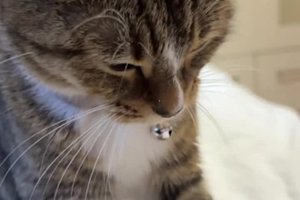create a natural ugc pet videos for products and brand, ugc pet videos