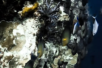 color correct and enhance underwater video and photo