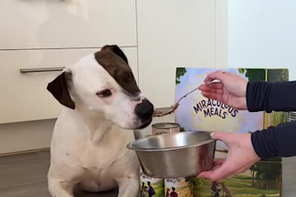 create engaging ugc videos for pet brands and pet products
