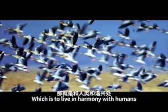 reliable professional chinese dubbing