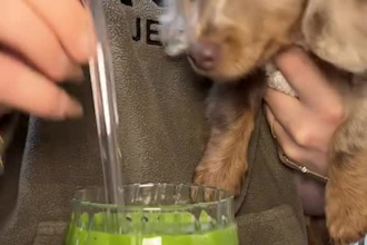 create engaging ugc videos ads for dog and cat pet products and brands