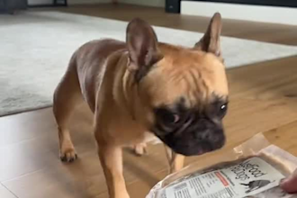create ugc dog content with my dog
