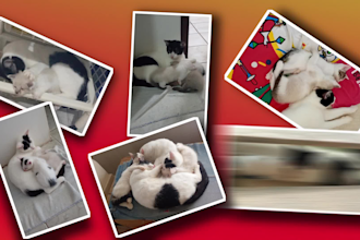 create a stunning slideshow video featuring your life