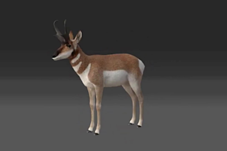 do realistic 3d animal model, animal animation, 3d fur and xgen hair for game